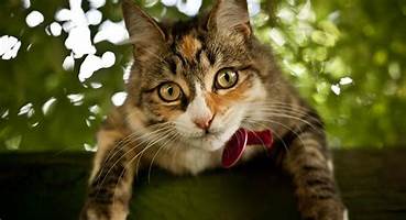 Ensemble, prenons soin de votre chat